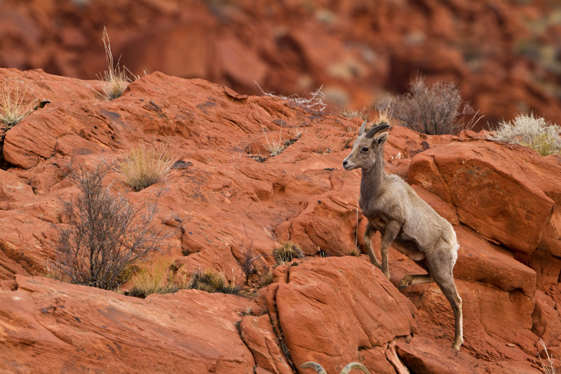 Bighorn On Slickrock